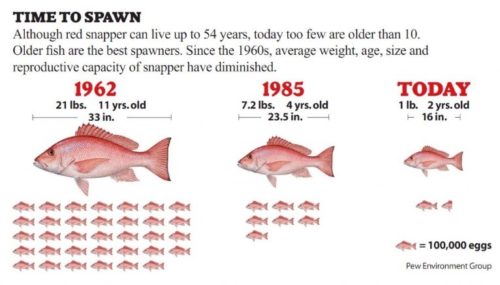 Red Snapper re-population chart