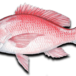 Nearshore Fishing Red Snapper