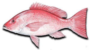 Nearshore Fishing Red Snapper